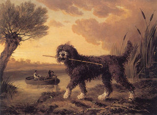 Water-dog -1803